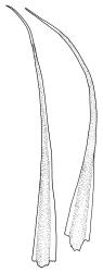Campylopus purpureocaulis, leaves. Drawn from A.J. Fife 7828, CHR 266362.
 Image: R.C. Wagstaff © Landcare Research 2018 